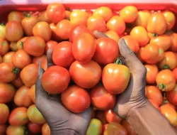 Harga Tomat Rungkad Entek entekan