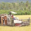 Ketahanan Pangan Bolmong TNI: Sinergi Panen Raya Dumoga
